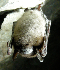 A Little Brown Bat with White-nose Syndrome